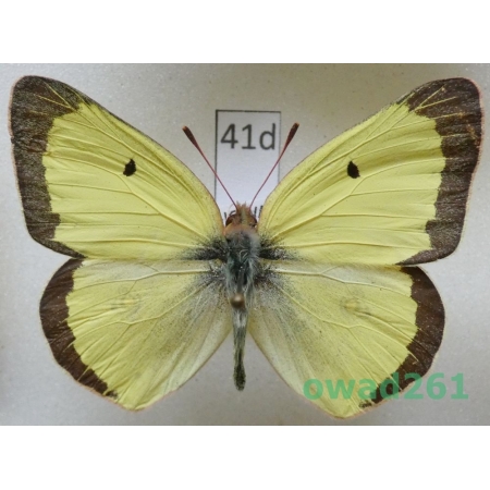 Colias philodice Godart, 1819 male USA41d